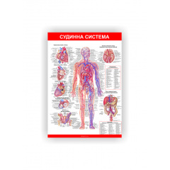Плакат Судинна система Vivay 84х118 см Білий Сумы
