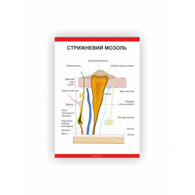 Плакат Стрижневий мозоль Vivay 84х118 см Білий