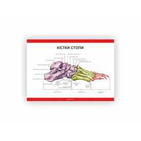 Плакат Кістки стопи Vivay 60х40 см Білий