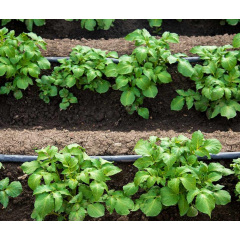 Капельная лента эмиттерная для полива парников GOLDEN DRIP 500 м iz16478 Володарск-Волынский