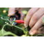Ножницы для трав и цветов Fiskars Solid SP220 (1063326) Вінниця
