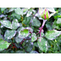 Фунгіцид Syngenta Хорус 3 г Камінь-Каширський