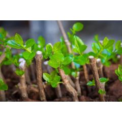Біостимулятор Valagro Radifarm Plus 25 мл (1137300346) Гуляйполе
