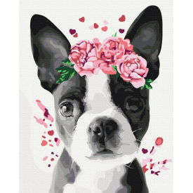 Картина за номерами BrushMe "Бостон тер'єр у віночку" 40х50см BS26782
