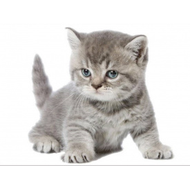 Наклейка 3D UKC в туалет Котик KH-02 29x21 см