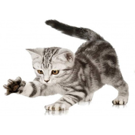 Наклейка 3D UKC в туалет Котик KH-05 29x21 см