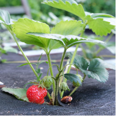 Агроволокно для грядок и кустов Shadow 50 г/м2 1.6x50 м Черно-белый (2643692440) Каменец-Подольский