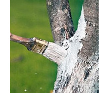 Краска для деревьев ВД-КЧ-577