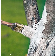 Краска для деревьев ВД-КЧ-577 Киев