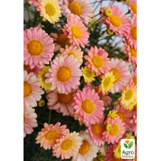 Аргірантемум Aramis Apricot (контейнер №10, висота 15 см)