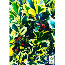Падуб альтаклеренсіс Голден Кінг (Ilex x altaclerensis Golden King) вазон Р9
