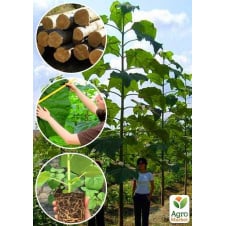 Павловния для древесины Paulownia Shan Tong (Морозостойкий Superhybrid -33С) вазон Р9
