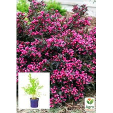Вейгела флорида квітуча 2-річна Nana Purpurea С2, висота 20-40см