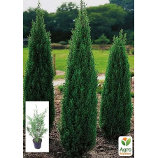 Можжевельник 3-х летний Hibernica С3, высота 40-60см