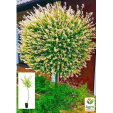 Верба на штамбі Hakuro-nishiki (висота 1,2-1,8 м)