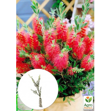 Каллистемон лимонный Splendens