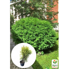 Туя западная Globosa С2, высота 25-30см