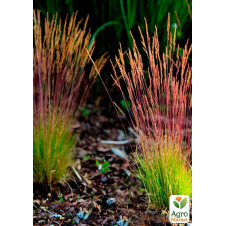 Овсяница Готье краснолистная Sunrise (Festuca Sunrise)