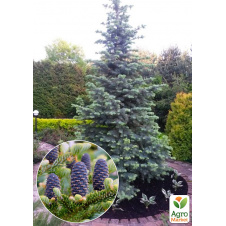 Пихта одноцветная Concolor (Abies Concolor Glauca) горшок P9