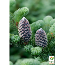 Пихта Фразера (Abies Fraseri) горшок P9