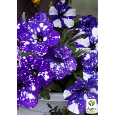 Петунія Alpetunia Glacier Sky (контейнер №10, висота 10-15см)