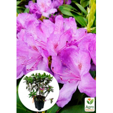 Рододендрон катевбінський 2-х річний Grandiflorum С1, висота 25-40см