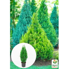Кипарисовик Ellwoodii (Pyramide) высота 40-50см