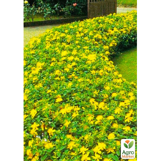 Звіробій філіжанковий (Hypericum calycinum)
