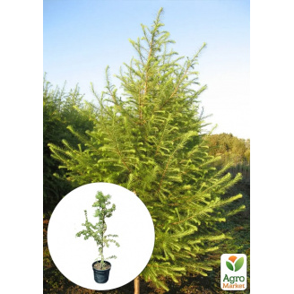 Лиственница европейская 3-х летняя (Larix decidua) С3 высота 40-60см