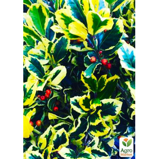 Падуб альтаклеренсис Голден Кинг(Ilex x altaclerensis Golden King) вазон Р9