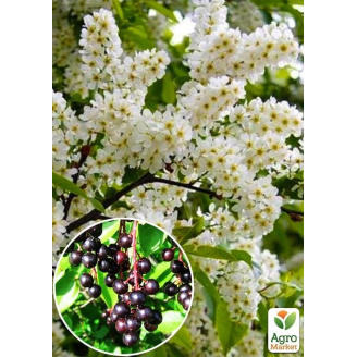 Ексклюзив! Черемха блискуче-чорна Аромат щастя (The fragrance of happiness) (преміальний високоврожайний сорт, на джем) висота 50-100см