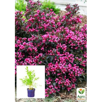 Вейгела флорида цветущая 2-х летняя Nana Purpurea С2, высота 20-40см
