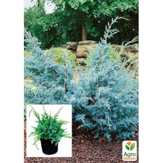 Ялівець китайський 3-х річний Blue Alps С3, висота 30-40 см