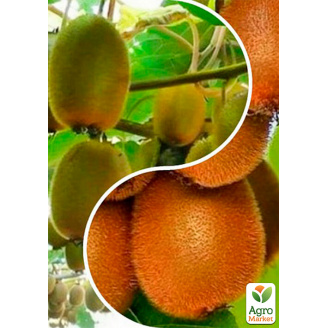 Киви, комплект из 2-х сортов Изысканный тропик (Refined Tropic) 2шт саженцев