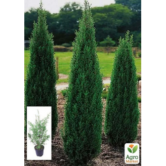 Ялівець 3-х річний Hibernica С3, висота 40-60см