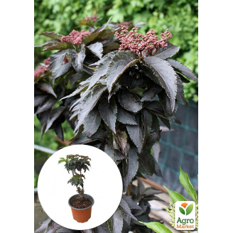 Бузина чорна Black Tower (Sambucus nigra Black Tower) вазон С2