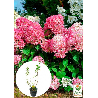 Гортензия 3-х летка метельчатая Pink Diamond