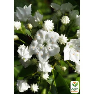 Кальмія latifolia Alabaster