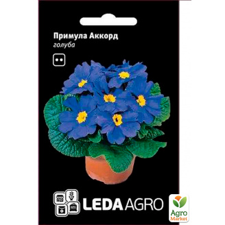 Примула Акорд блакитна ТМ Leda Agro 10шт