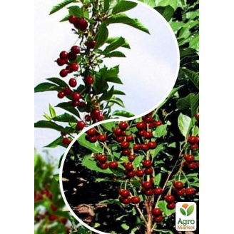Вишня колоноподібна, комплект з 2-х сортів П'яна вишня (Drunk cherry) 2шт саджанців
