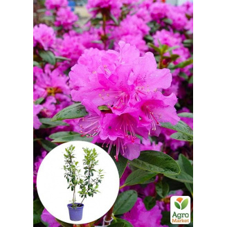 Рододендрон каролинский 2-х летний P.J.M. Elite С1, высота 25-40см