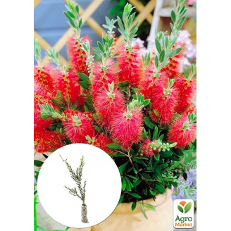 Калістемон лимонний Splendens