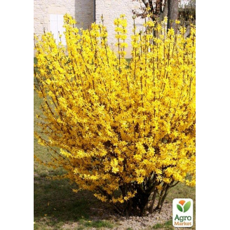 Форзиция европейская Lynwood Gold