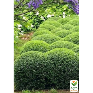 Бірючина звичайна (Ligustrum vulgare), С2 висота 25-35см