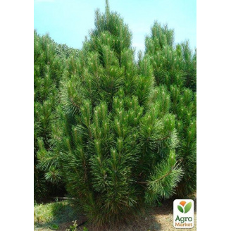 Сосна Чорна Nigra (Pinus Nigra) горщик P9