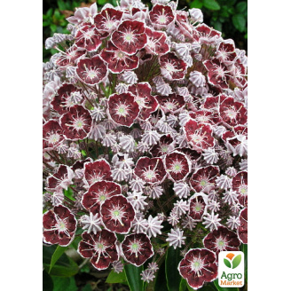 Кальмія latifolia Merlin