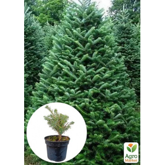 Пихта Корейская 3-х летняя (Abies Koreana) высота 20-40 см