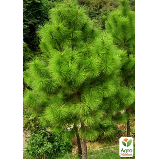 Сосна Еліота Pinus elliottii (горщик P9)