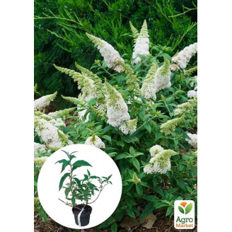 Будлея Давида White Profusion С3, висота 20-40см