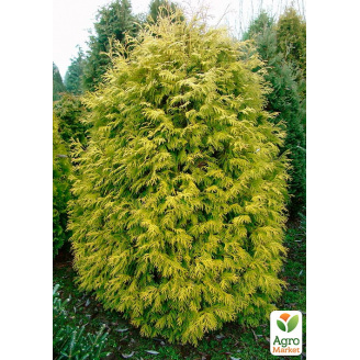 Туя западная Holmstrup yellow (вазон P9, 12-15см)